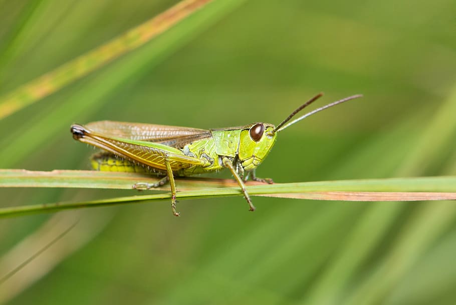 grasshopper, meadow, common, macro, chorthippus parallelus HD wallpaper