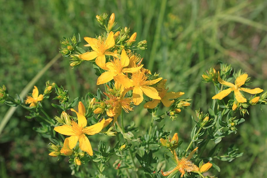 flowers, herbal, hypericum, perforatum, wort, yellow, plants HD wallpaper
