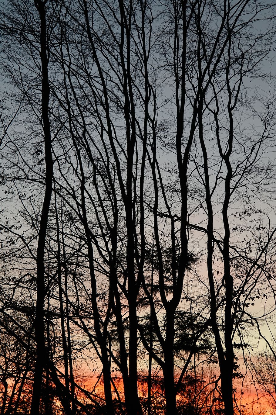 trees, tree trunks, sunset, afterglow, evening sky, clouds HD wallpaper