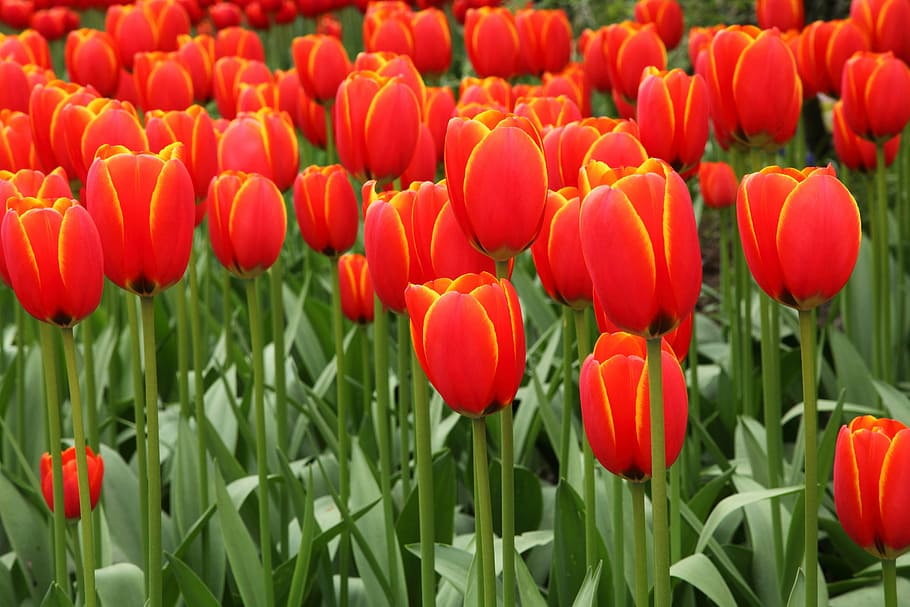 field of red tulip flowers, background, bloom, blooming, blossom HD wallpaper