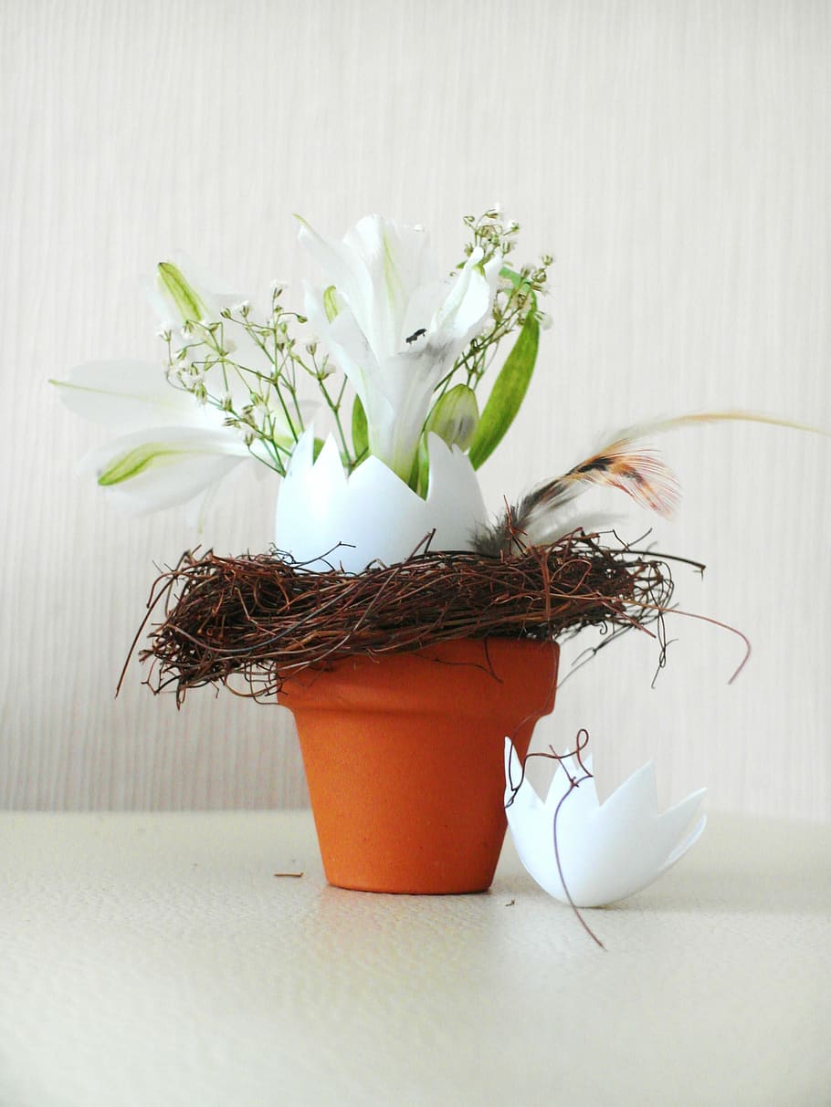 potted white petaled flower, easter, flowerpot, floral arrangement HD wallpaper