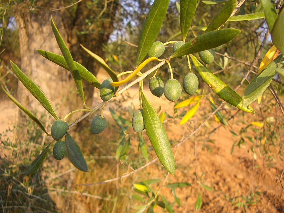 olive, olive tree, mediterranean, summer, nature, agriculture HD wallpaper