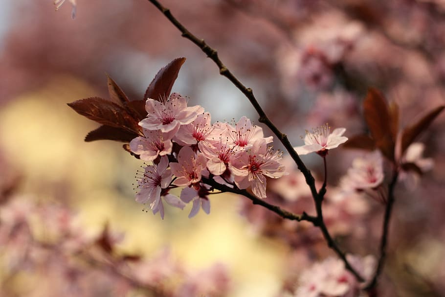 Flower, Tree, Nature, Spring, Green, white, season, plant, girl HD wallpaper