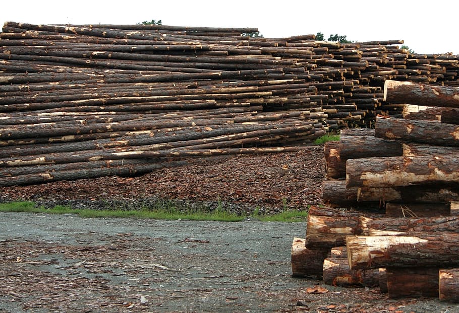 Logs, Sawmill, Lumberyard, Timber, forestry, logging, industry, HD wallpaper