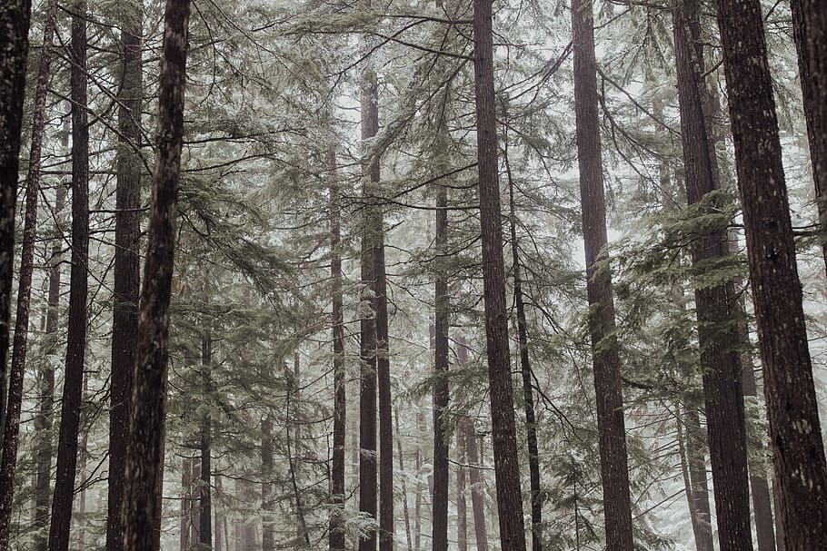 forest trees during daytime, forest covered with fog, mist, pine HD wallpaper