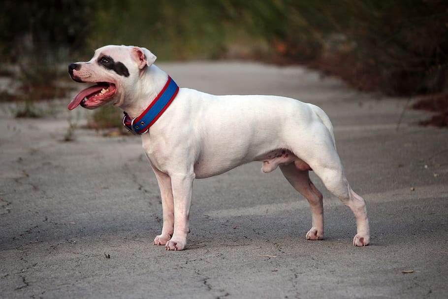 staffordshire bull terrier, staffy, white dog, white staffy, HD wallpaper