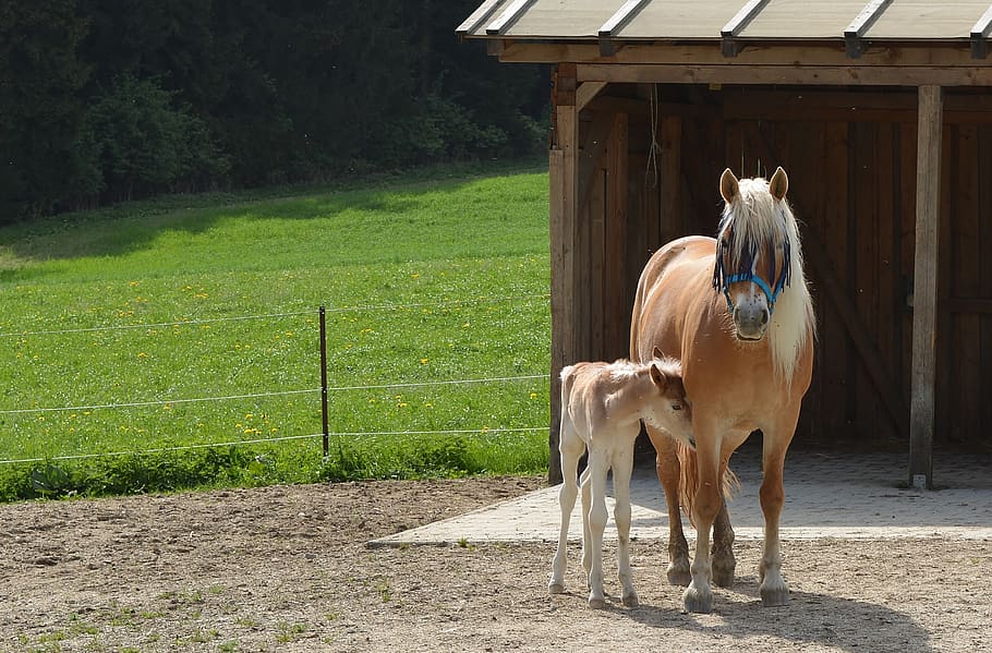 mare, foal, mammal, animal themes, domestic animals, livestock HD wallpaper