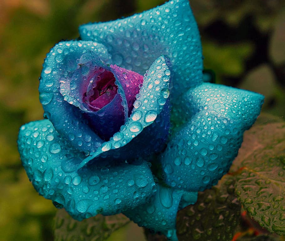 blue Flower with water droplests, colored, rose, drip, one animal