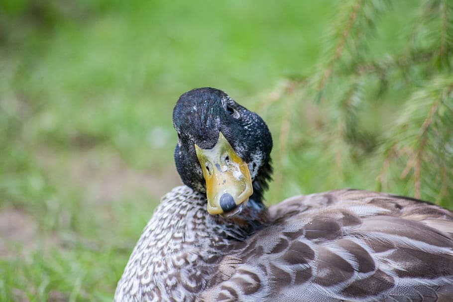 Duck, Bird, View, Nature, one animal, animal themes, animals in the wild HD wallpaper