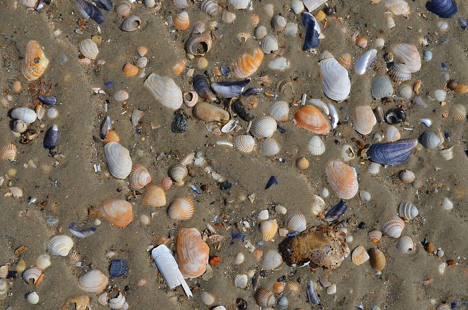 sea, shells, beach, sand, water, ocean, land, high angle view HD wallpaper