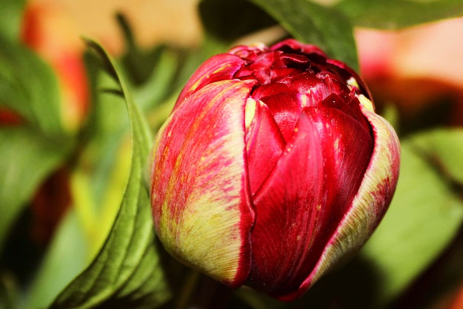Peony, Flower, Blossom, Bloom, bud, red, garden, close, freshness HD wallpaper