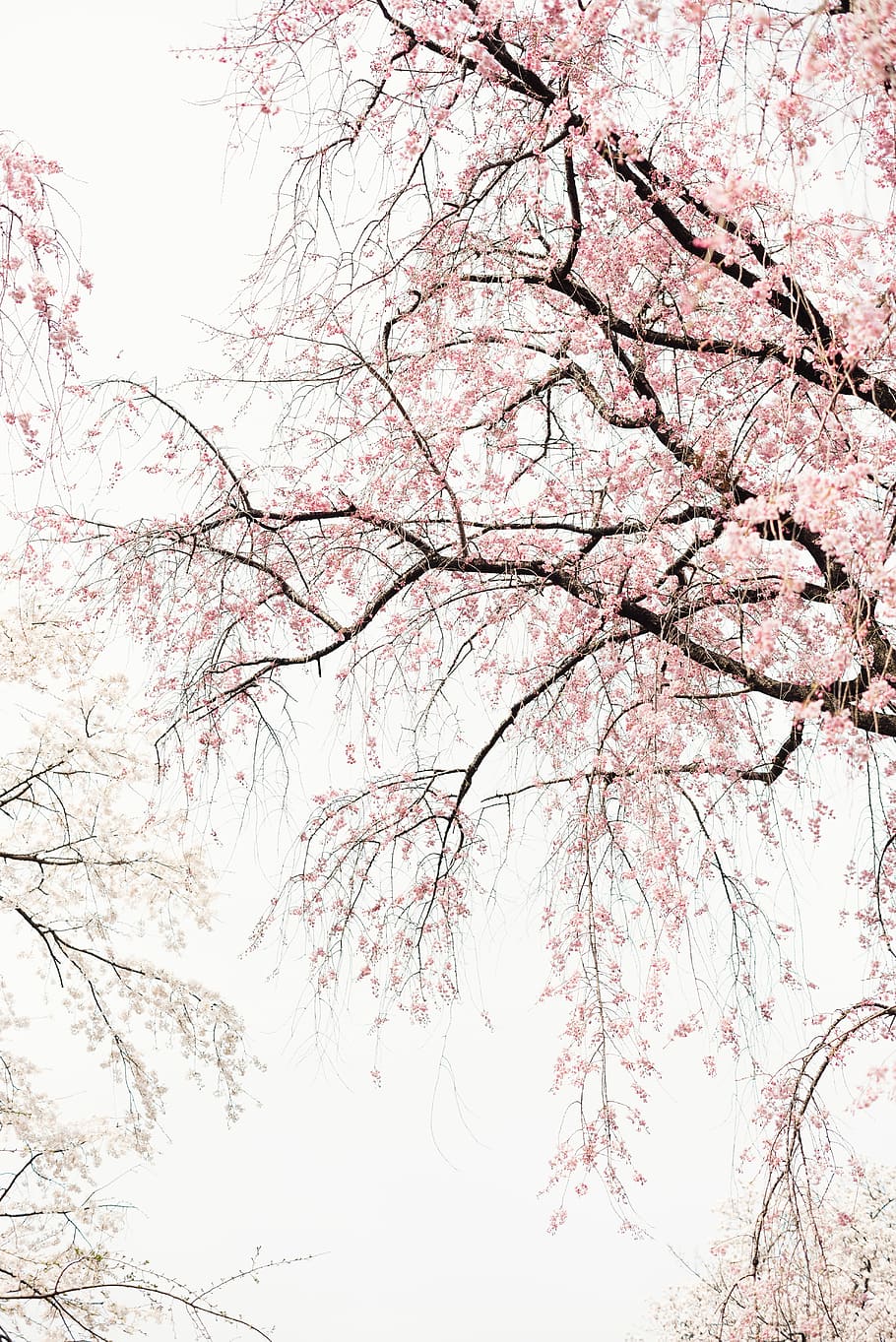 black and white trees, pink leafed tree, flower, branch, sky