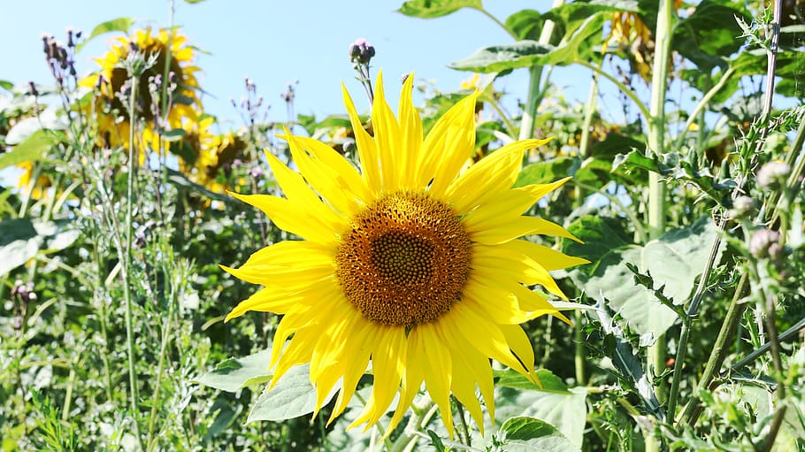 sunflower, plant, yellow, field of sunflowers, nature, flowering plant HD wallpaper