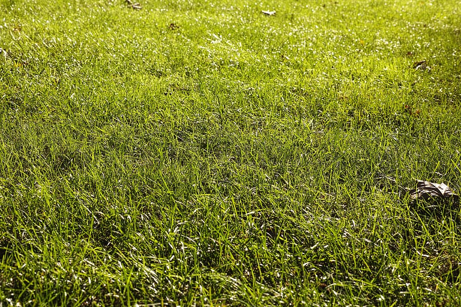 grass, ground, terry, plant, natural, beautiful, macro, green HD wallpaper