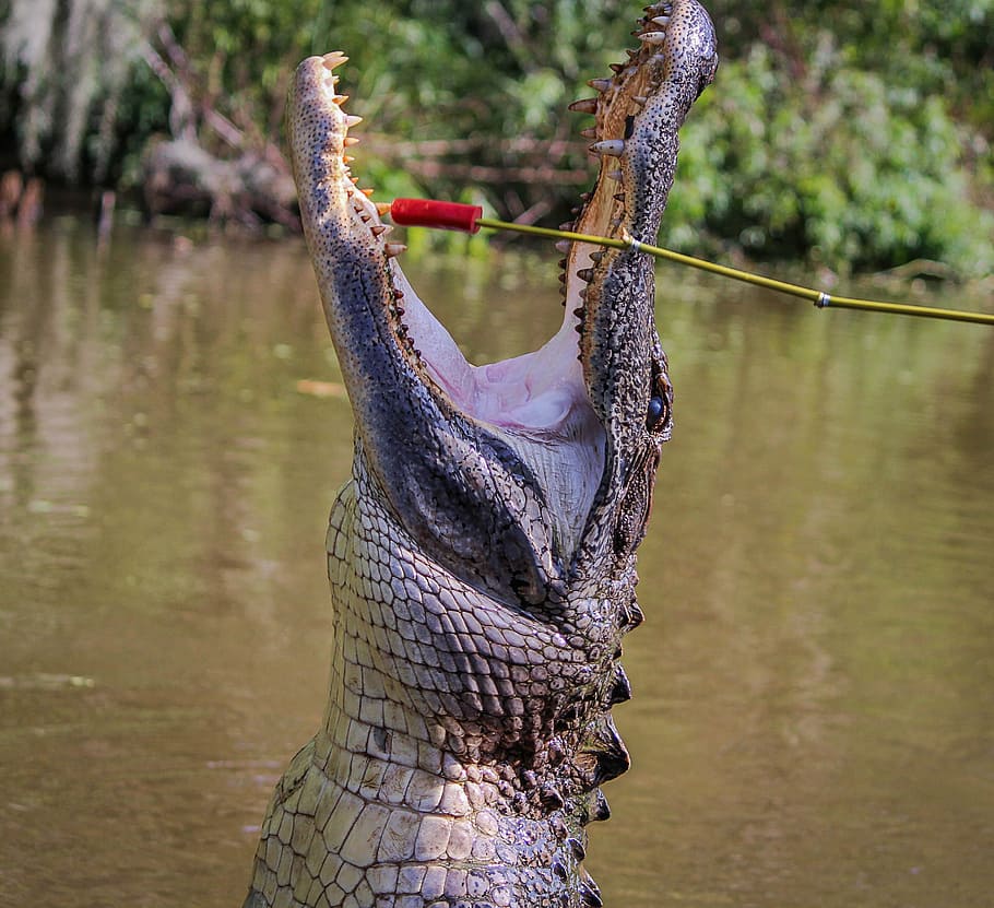 brown crocodile about to bit red and brown tree branch during daytime, HD wallpaper