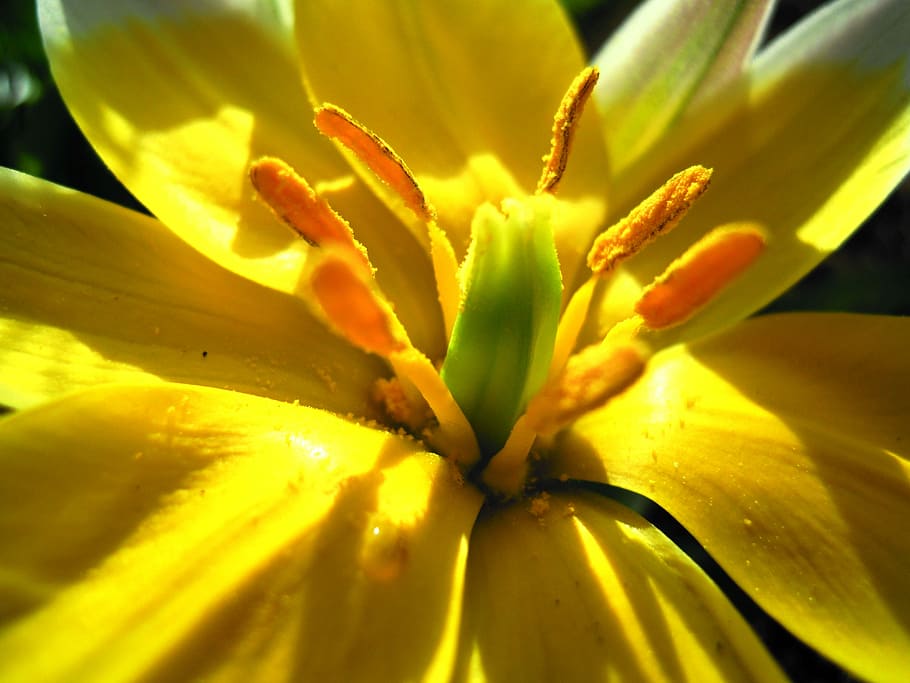 Close Up, Yellow, Flower, petal, freshness, flower head, nature HD wallpaper