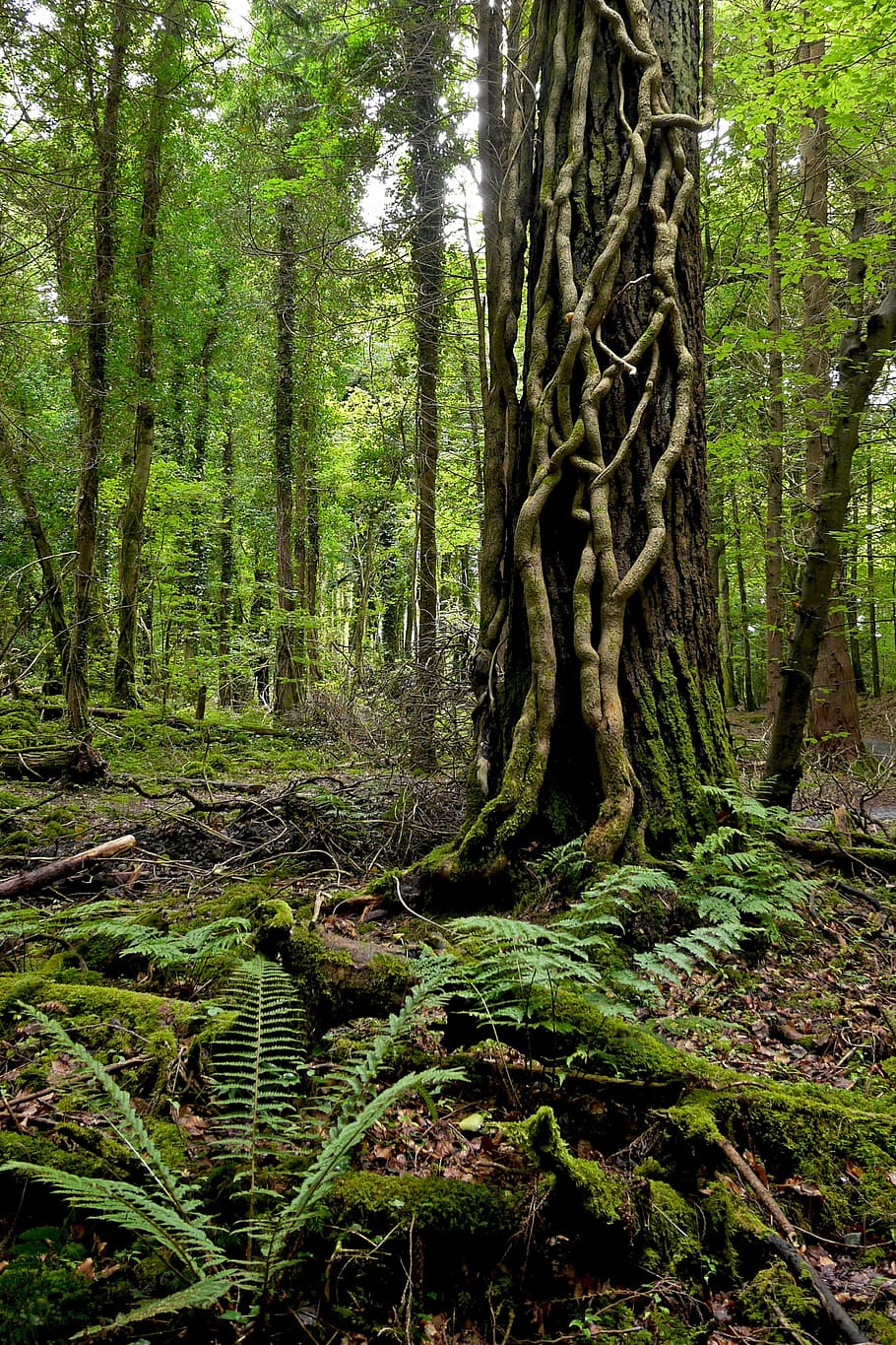 ireland, forest, tree, nature, plant, tree trunk, growth, tranquility HD wallpaper