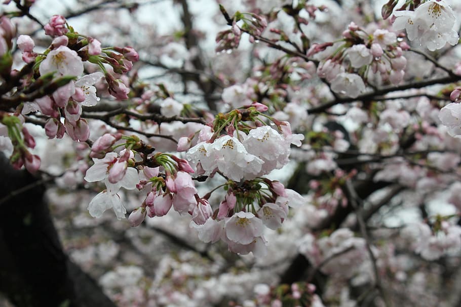 cherry, japan, culture, spring, flowering plant, fragility HD wallpaper