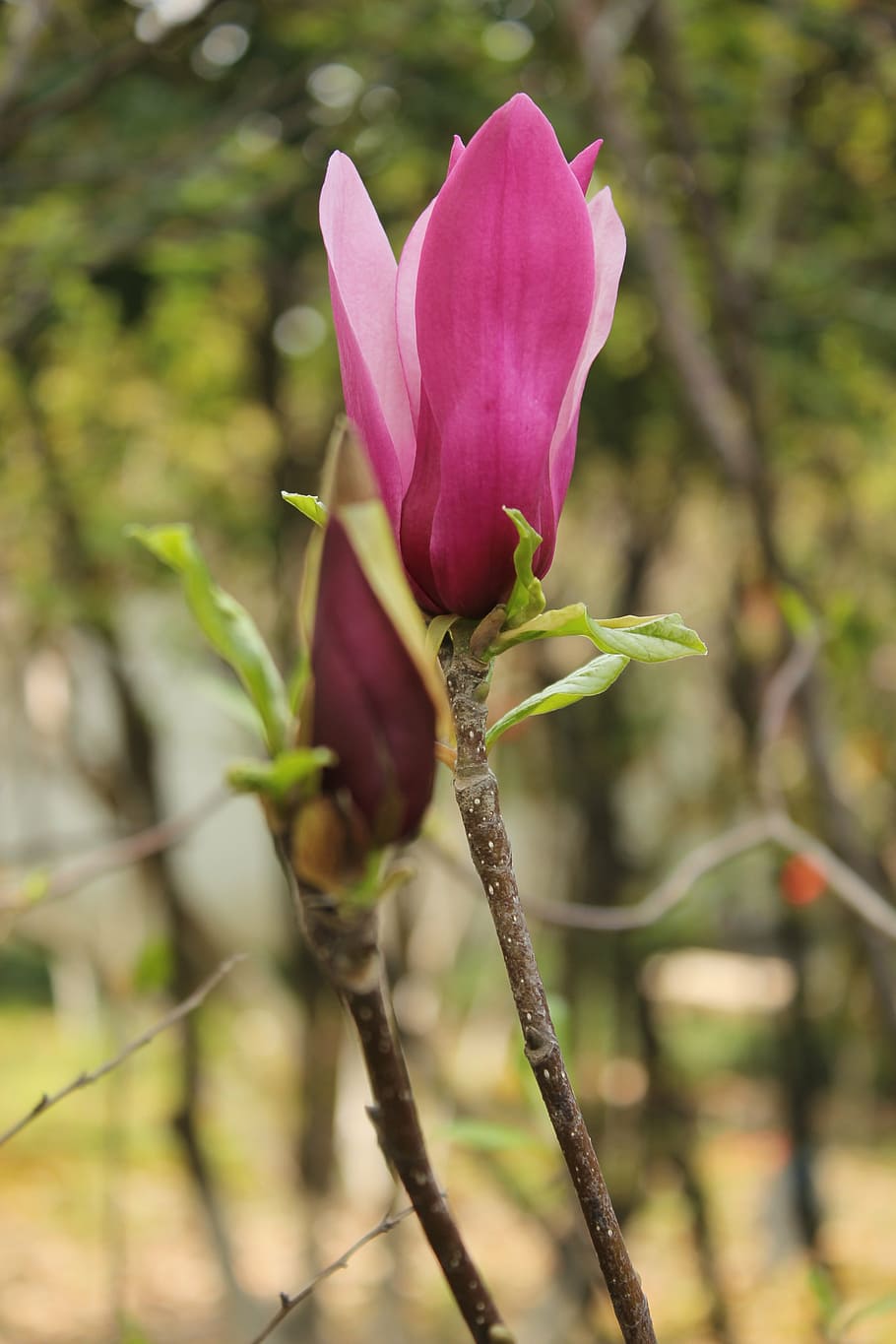 kapok, bud, magnolia, flower, flowering plant, beauty in nature HD wallpaper