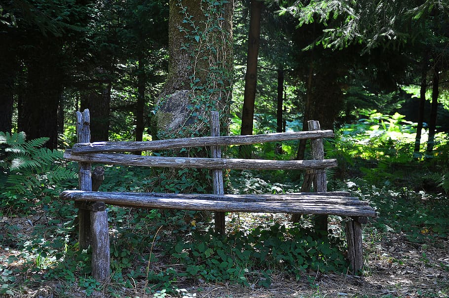 forest, bench, park, nature, tree, wood - Material, outdoors HD wallpaper