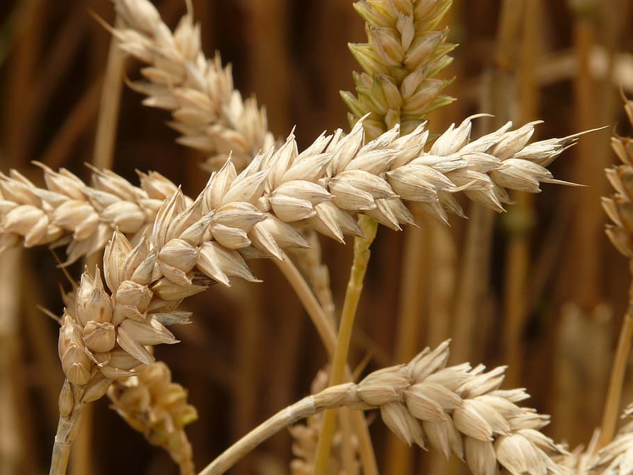 white flowers, spike, wheat, cereals, grain, field, wheat field HD wallpaper