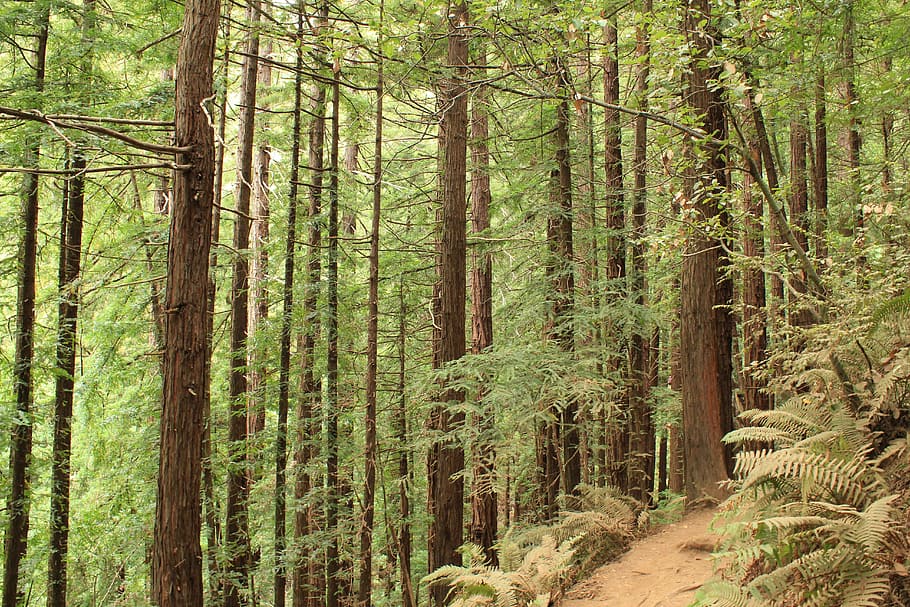 nature, forest, trees, land, plant, woodland, beauty in nature HD wallpaper