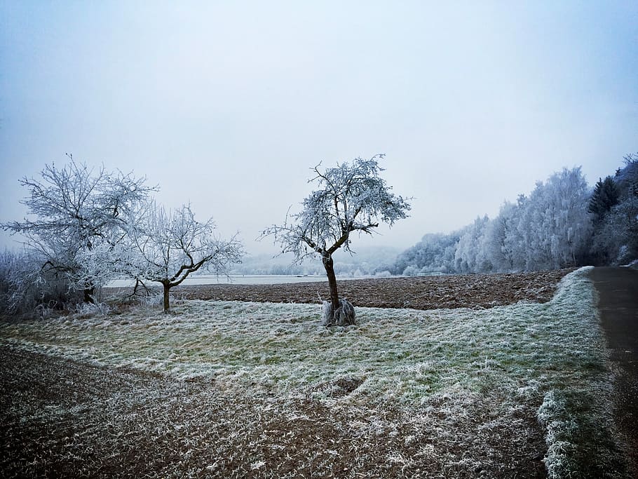 Winter, Cold, Wintry, Tree, Frost, nature, landscape, hoarfrost HD wallpaper