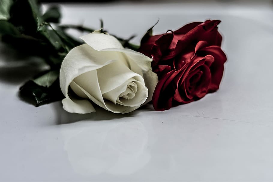 red and white rose flowers on white surface, rosa, gift, love HD wallpaper