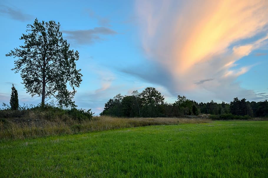 environmental, nature, cloud, himmel, summer, landscapes, tree HD wallpaper