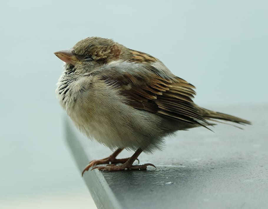 bird, beak, feather, animal, animal themes, one animal, vertebrate HD wallpaper