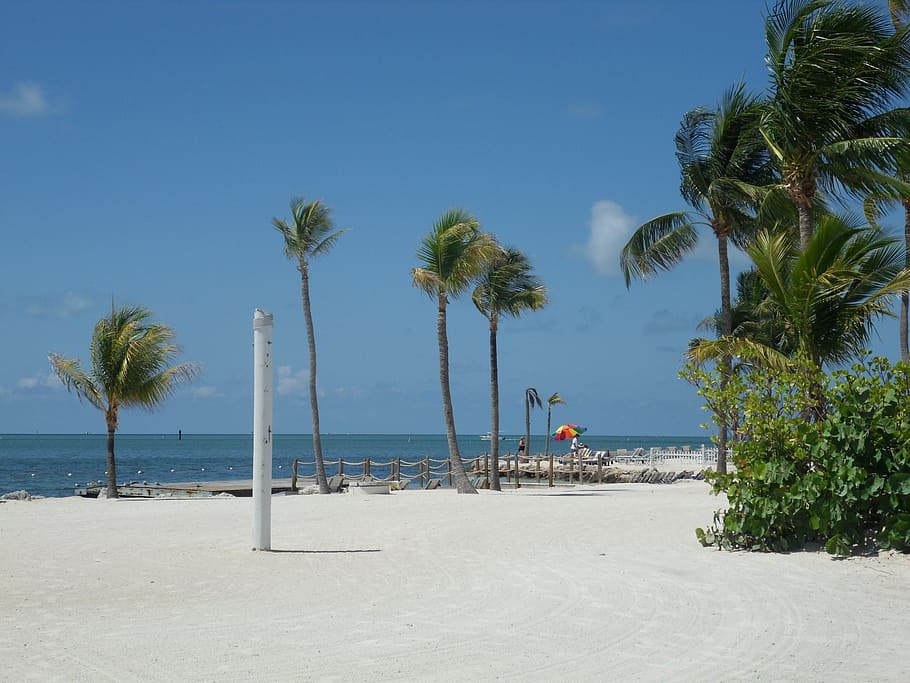 key west, beach, sand, coconut trees, mar, blue sky, palm tree HD wallpaper