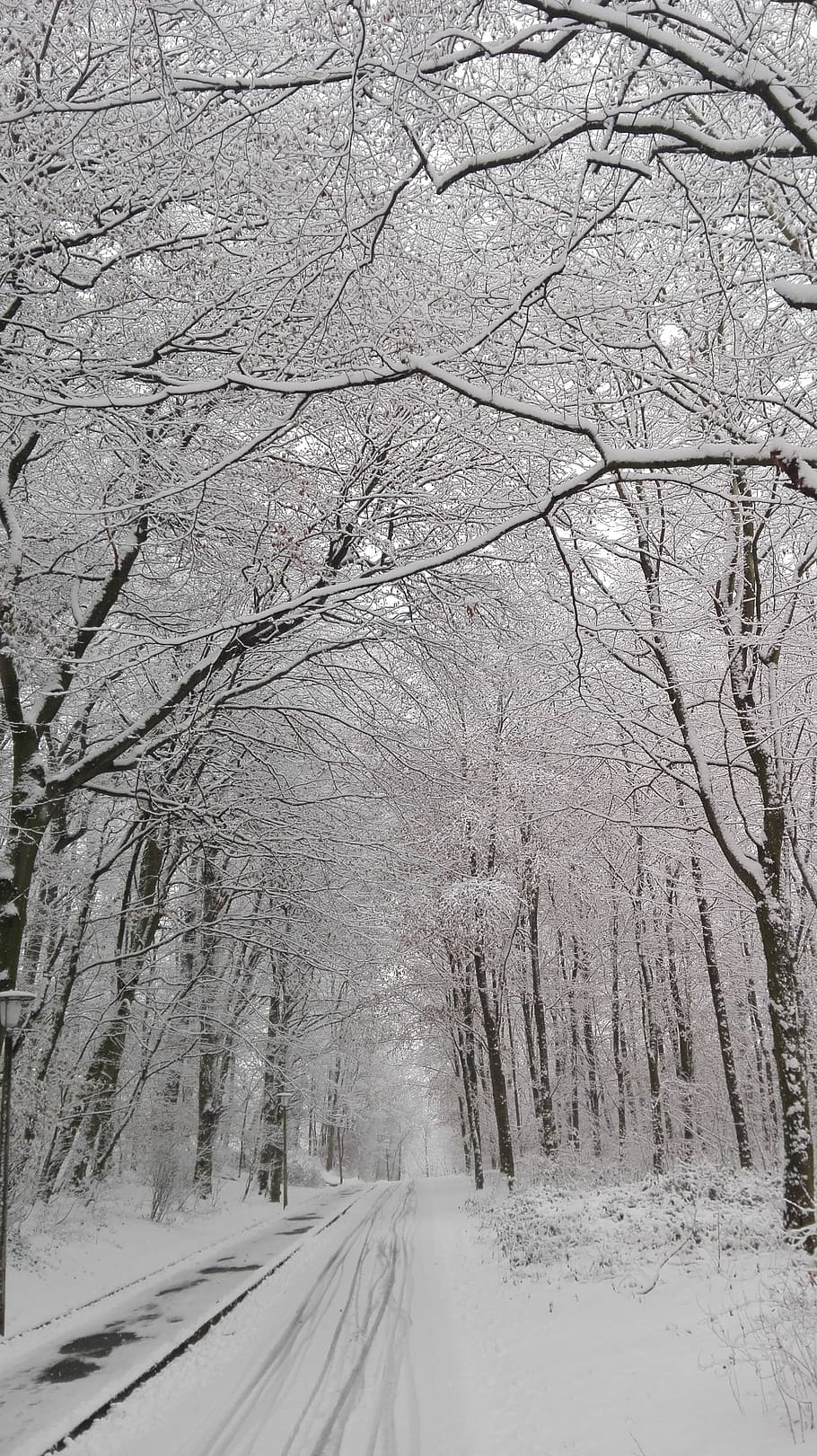 winter, forest, street, cold temperature, snow, bare tree, nature HD wallpaper