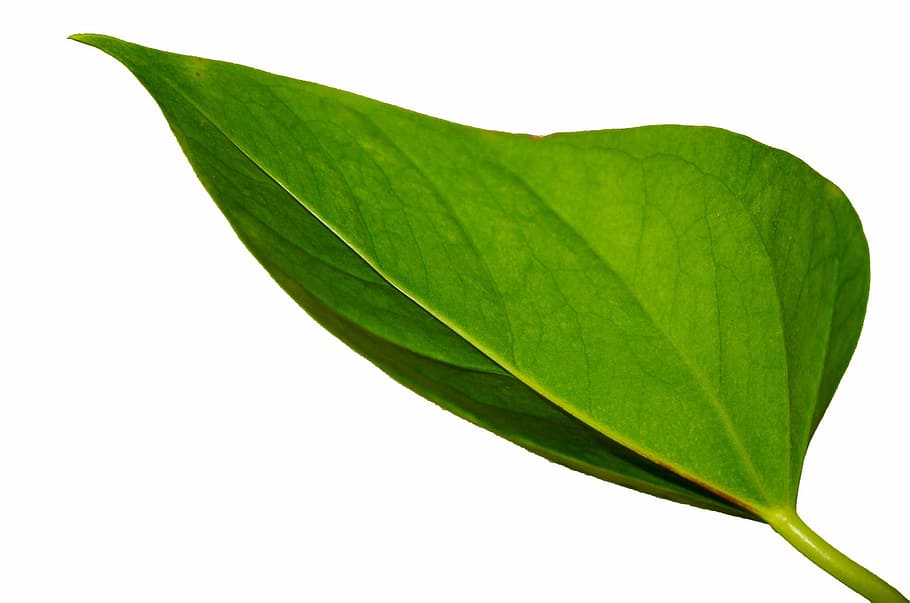 Green, Leaf, Plant, Decoration, Macro, background, green color HD wallpaper