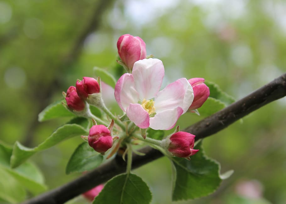 selective focus photography of white and pink petaled flowers HD wallpaper