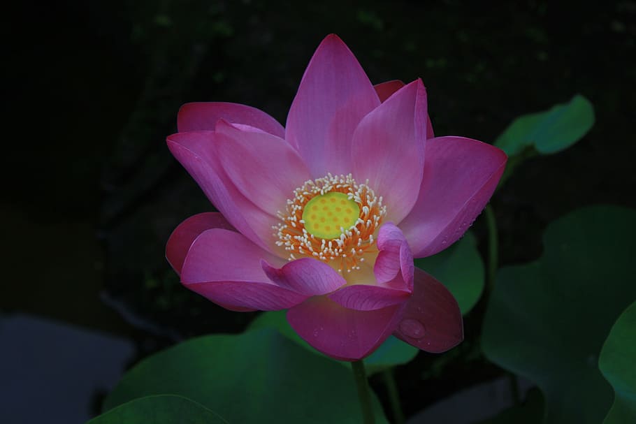 Lotus, Flower, India, petal, fragility, flower head, pink color HD wallpaper