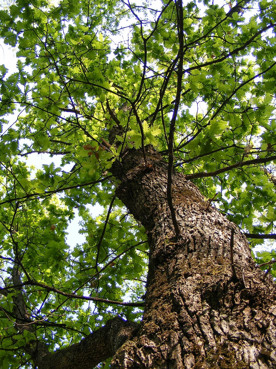 Bark, Forest, Green, Green, Oak, Oak, Tree, Tree, Trunk, woods HD wallpaper