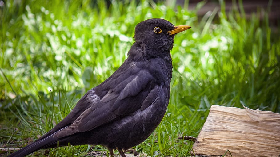 blackbird, birds, songbird, nature, fly, feather, bill, animal HD wallpaper