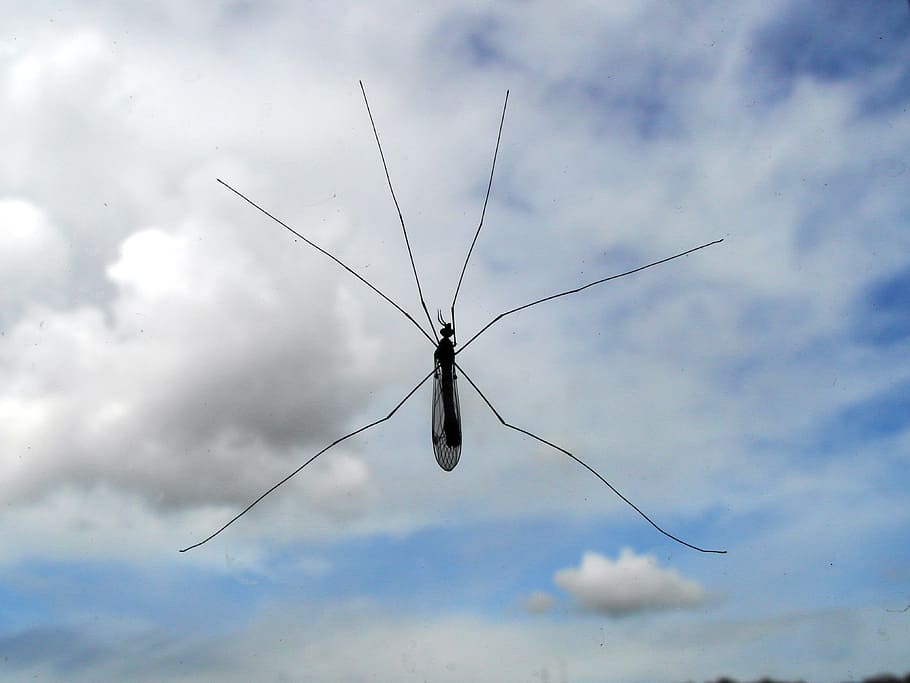 Mosquito, Insect, Nature, sky, cloud - sky, day, one animal HD wallpaper