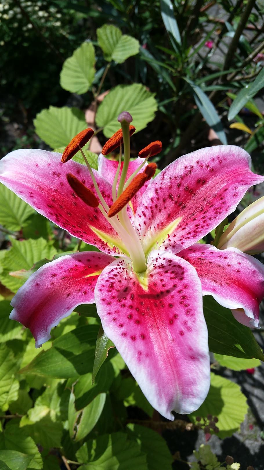 lily, blossom, bloom, garden lily, flower, plant, nature, pink HD wallpaper