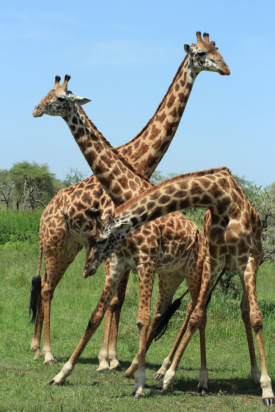 HD wallpaper: giraffe, tanzania, safari, africa, animal, savannah, wild,  animals | Wallpaper Flare