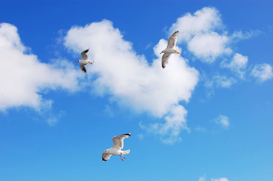 Gulls, Sea, Animal, sky, seevogel, seagull, water bird, wind HD wallpaper