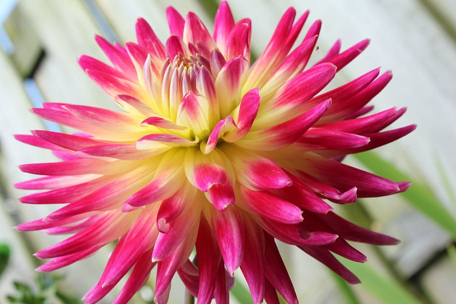 flowers, bloom, garden, plants, nature, summer, spring, flowering plant HD wallpaper