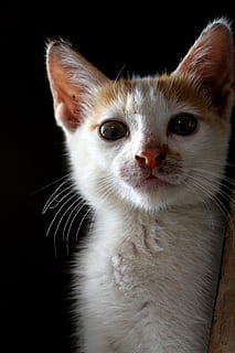 close-up photography of white and orange kitten, Cat, Animal HD wallpaper