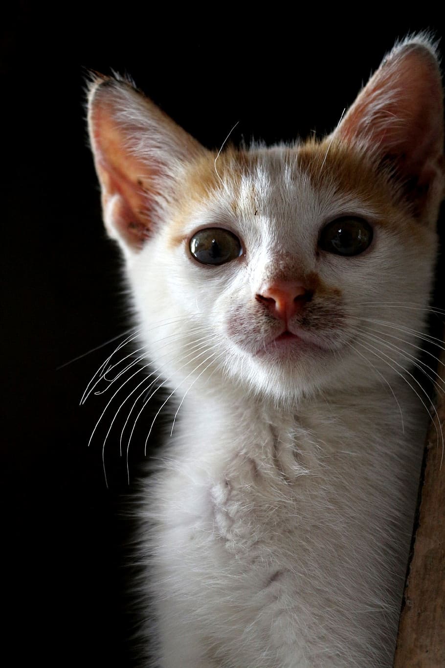 close-up photography of white and orange kitten, Cat, Animal HD wallpaper