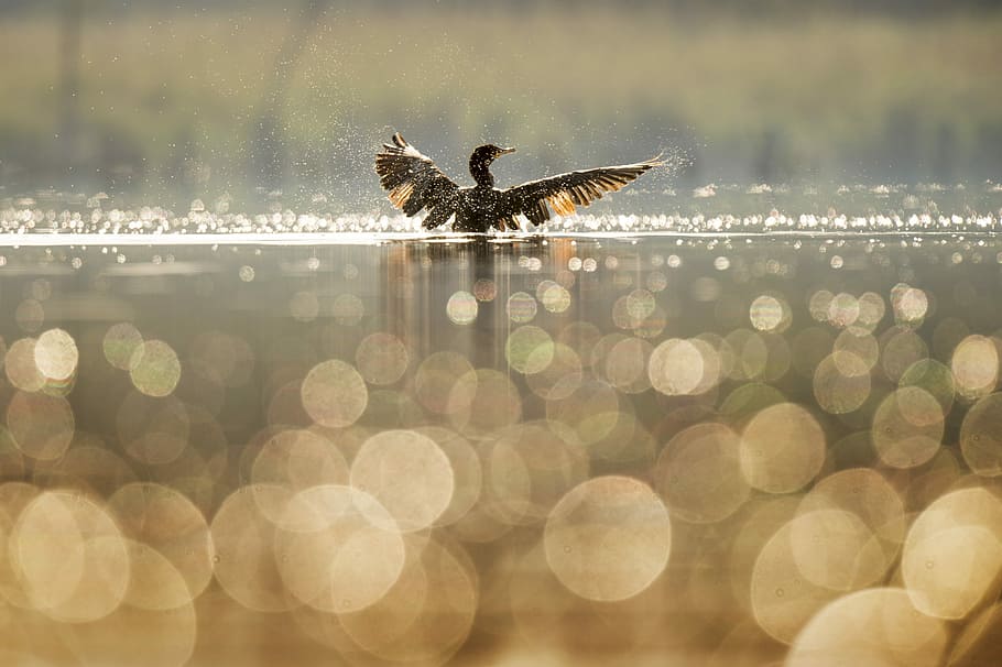 bird bathing on body of water, great cormorant flapping wings while on water bokeh photography HD wallpaper