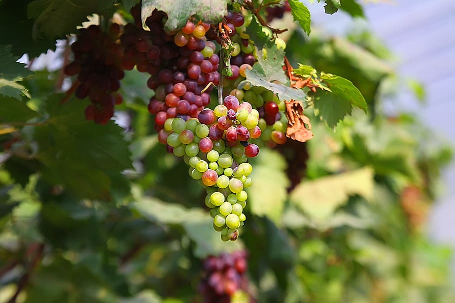 grape, natural, plant, fruit, healthy eating, food and drink HD wallpaper