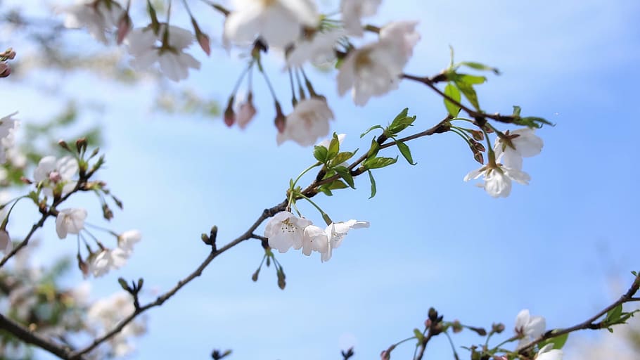 artistic conception, spring, cherry blossom, plant, flower HD wallpaper