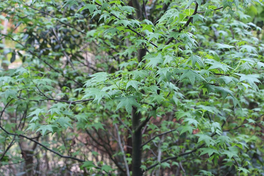 tree, campus trees, plant, growth, leaf, plant part, green color HD wallpaper