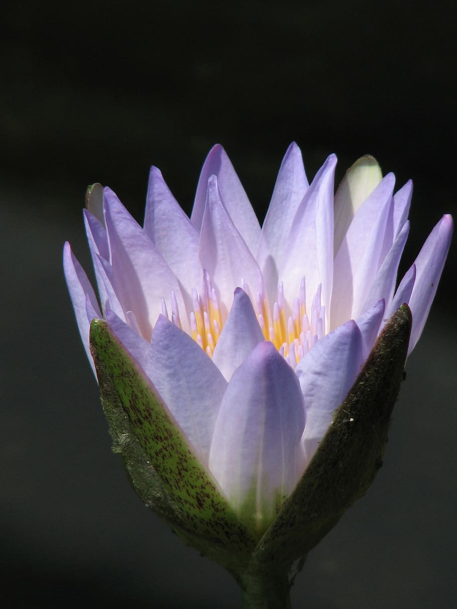 waterlily, nature, lotus, pond, flower, white, aquatic, summer