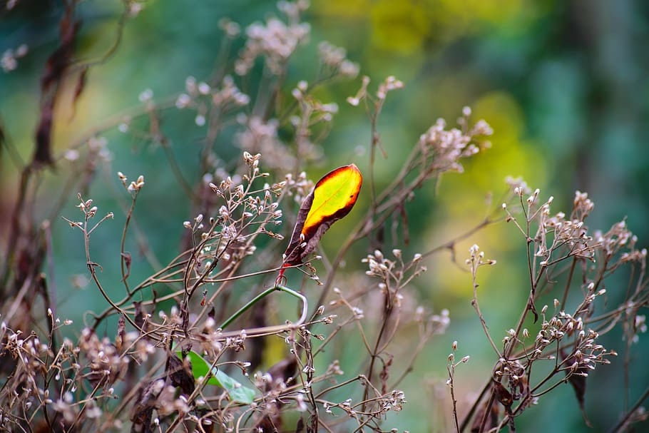 leaf, nature, flower, green, light, natural, plant, outdoor HD wallpaper